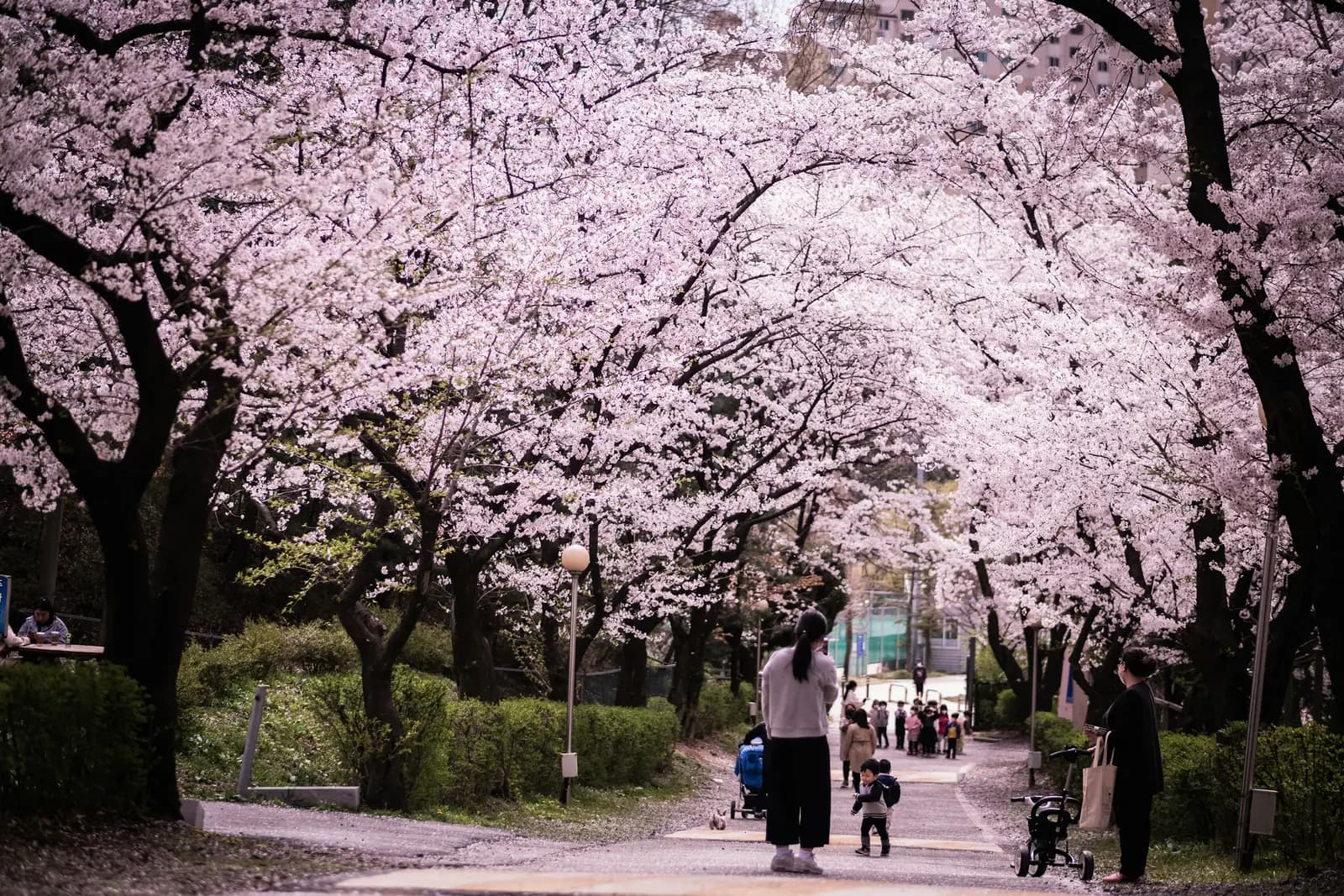 Fußweg unter blühenden Kirschbäumen in einem Park in Anyang bei Seoul