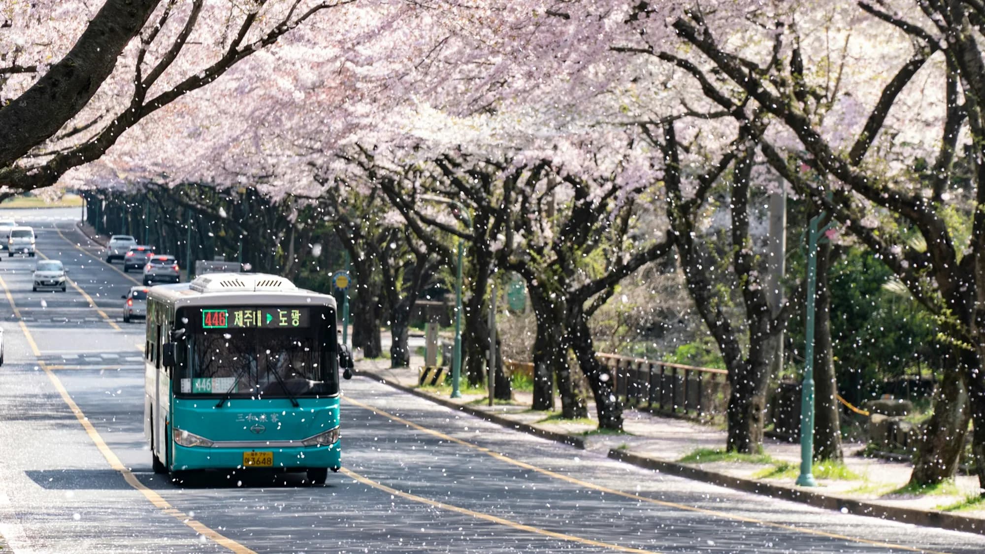 Kirschblüte in Südkorea 2027: Wann und wo die Bäume blühen